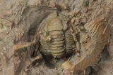 Dalejeproetus Trilobite With Microfossils - Lghaft, Morocco #210262-1